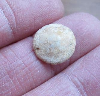 Scutelloides patella (Tate 1891) From Australia