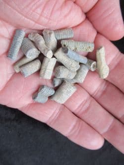 Scyphiocrinites elegans Crinoid stems