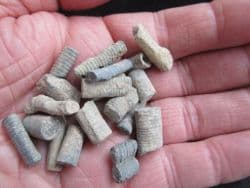 Scyphiocrinites elegans Crinoid stems