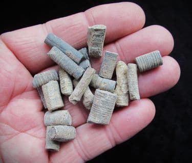 Scyphiocrinites elegans Crinoid stems