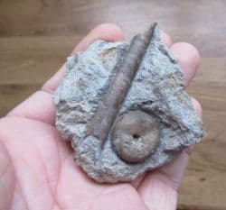 Sea urchin and Belemnite from Red hole lane