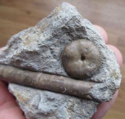 Sea urchin and Belemnite from Red hole lane
