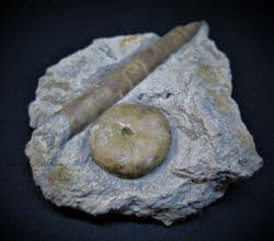 Sea urchin and Belemnite from Red hole lane