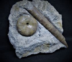 Sea urchin and Belemnite from Red hole lane