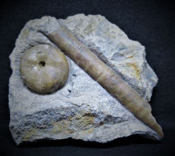Sea urchin and Belemnite from Red hole lane