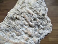 Serpula socialis