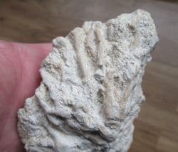 Serpula socialis