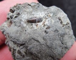 Severnichthys  accuminatus Fish tooth