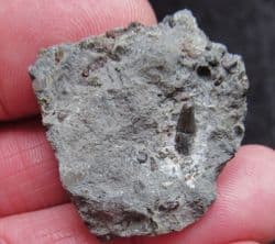 Severnichthys  accuminatus Fish tooth