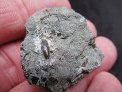 Severnichthys  accuminatus Fish tooth