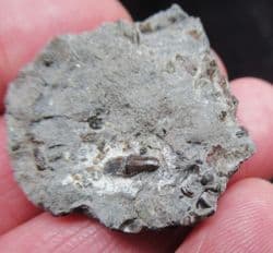 Severnichthys  accuminatus Fish tooth