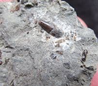 Severnichthys  accuminatus Fish tooth