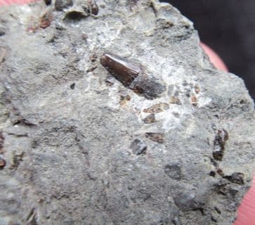 Severnichthys accuminatus Fish tooth