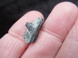 Severnichthys rooted tooth