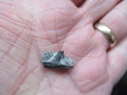 Severnichthys rooted tooth
