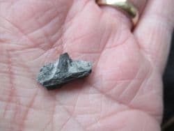 Severnichthys rooted tooth