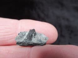 Severnichthys rooted tooth