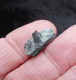 Severnichthys rooted tooth