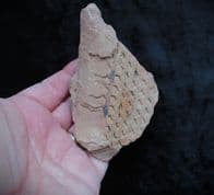 Sigillaria pink plant from the Forest of Dean