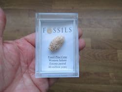Silicified Pine cone Equicalastrobus chinleana