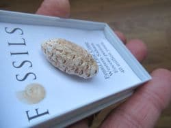 Silicified Pine cone Equicalastrobus chinleana