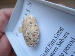 Silicified Pine cone Equicalastrobus chinleana