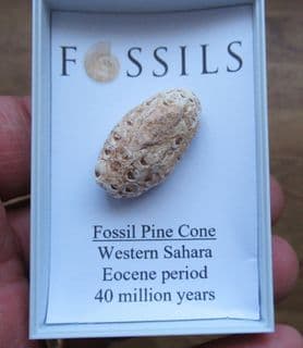 Silicified Pine cone Equicalastrobus chinleana