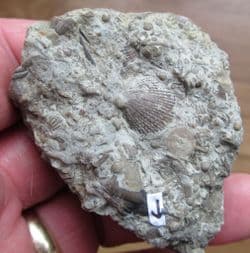 Silurian accumulation with Dalmanites myops Schizcroal eye