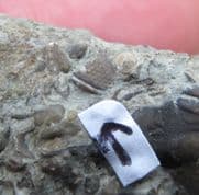 Silurian accumulation with Dalmanites myops Schizcroal eye