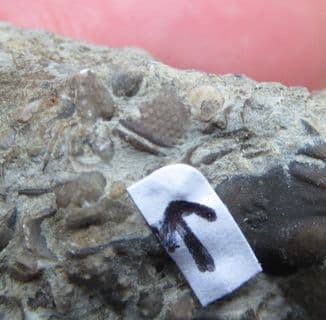 Silurian accumulation with Dalmanites myops Schizcroal eye