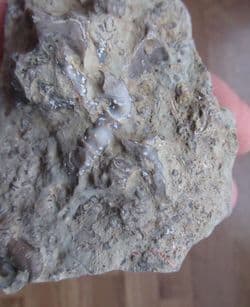 Silurian Reef Fossils