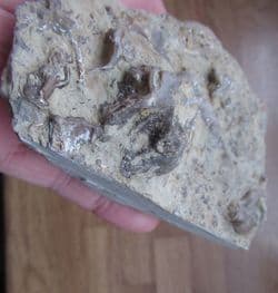 Silurian Reef Fossils