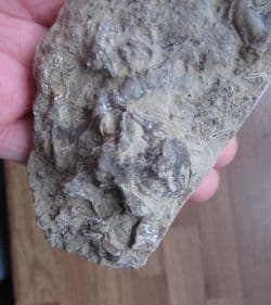 Silurian Reef Fossils