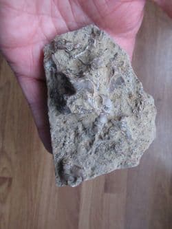 Silurian Reef Fossils