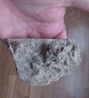 Silurian Reef Fossils