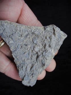 Silurian sea floor no 2