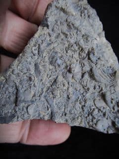 Silurian sea floor no 2