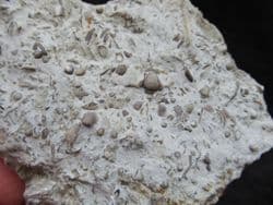 Silurian sea floor no 2 containing Acaste Trilobite