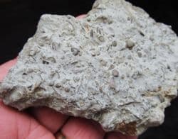 Silurian sea floor no 2 containing Acaste Trilobite