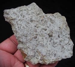Silurian sea floor no 2 containing Acaste Trilobite