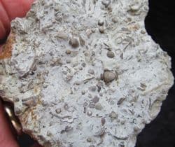 Silurian sea floor no 2 containing Acaste Trilobite