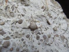 Silurian sea floor no 2 containing Acaste Trilobite