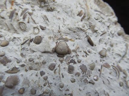 Silurian sea floor no 2 containing Acaste Trilobite