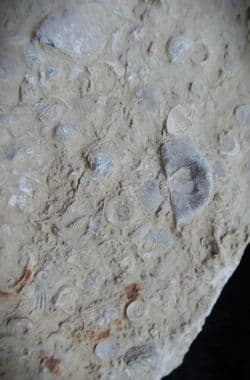 Silurian sea floor no 3