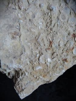 Silurian sea floor no 3