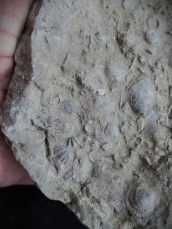 Silurian sea floor no 3