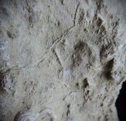 Silurian sea floor no 3