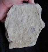 Silurian sea floor no 3