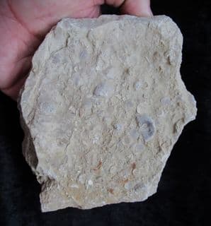 Silurian sea floor no 3