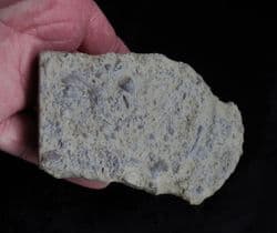 Silurian sea floor no 4